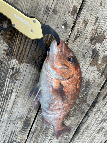 マダイの釣果