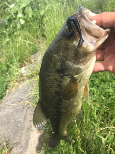 ラージマウスバスの釣果