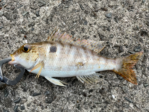 フエフキダイの釣果