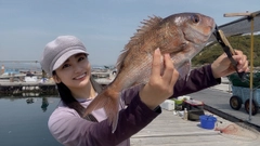 マダイの釣果