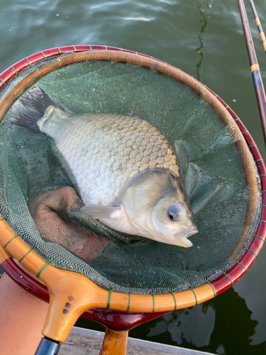 ヘラブナの釣果