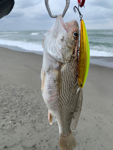 ニベの釣果