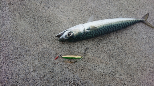 サバの釣果