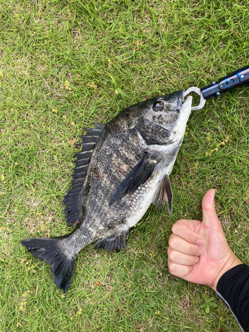 クロダイ
