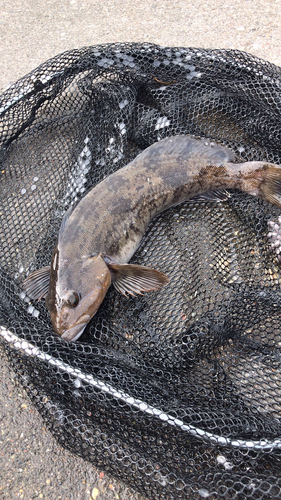 アブラコの釣果