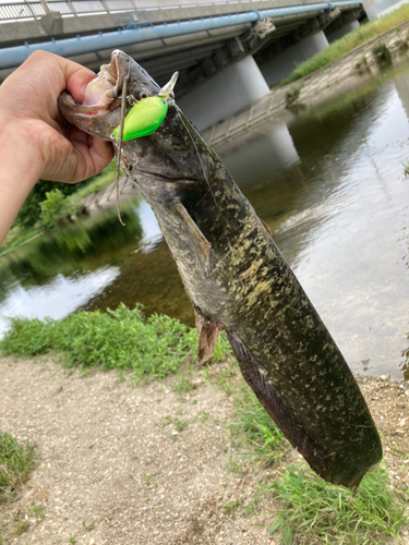 ナマズの釣果