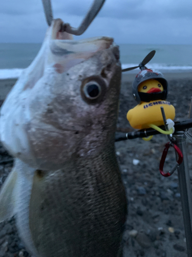 ニベの釣果