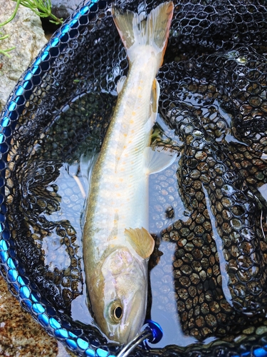 イワナの釣果