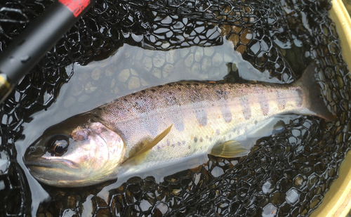 アマゴの釣果