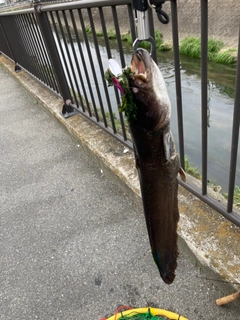 ナマズの釣果