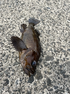 エゾメバルの釣果