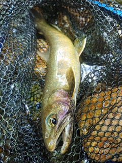 イワナの釣果