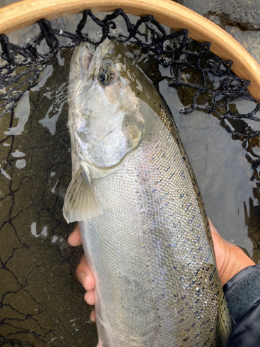 サクラマスの釣果