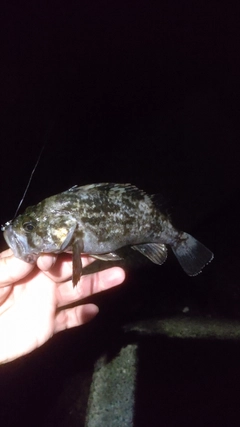 タケノコメバルの釣果