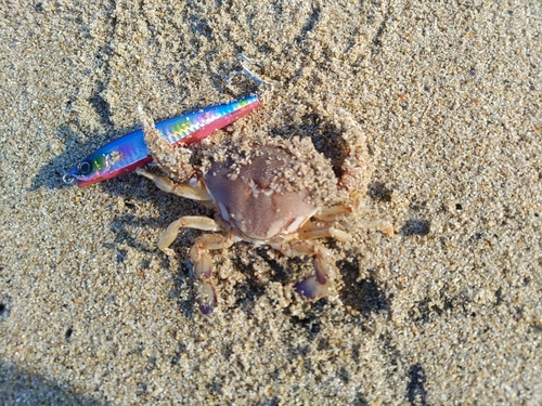 ヒラツメガニの釣果