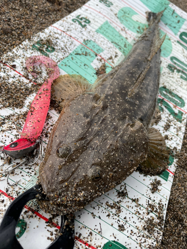 マゴチの釣果