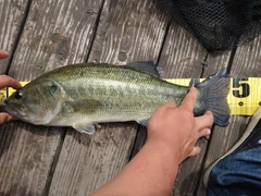 ブラックバスの釣果