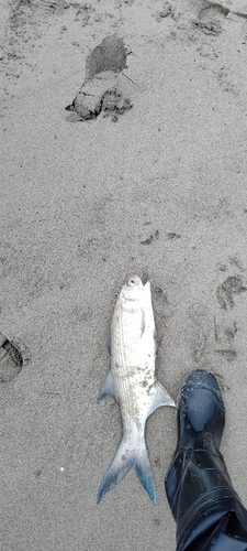 ツバメコノシロの釣果