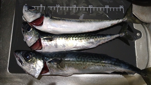 サバの釣果