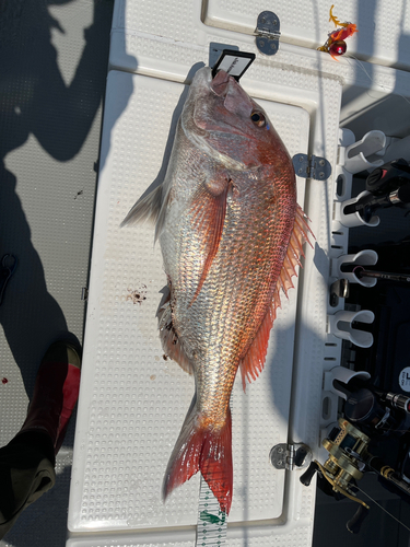 マダイの釣果