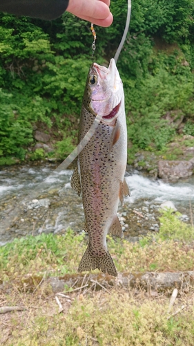 ニジマスの釣果