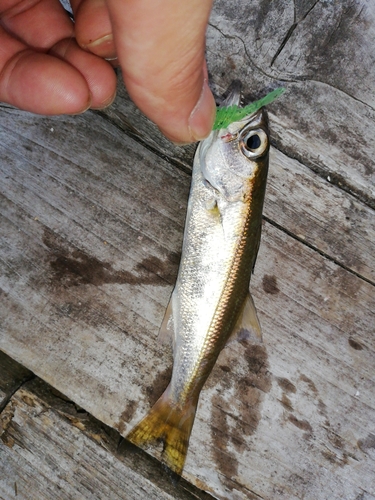 ムツの釣果