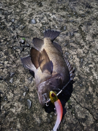 クロメバルの釣果