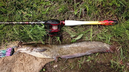 ナマズの釣果