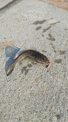 ハゼの釣果