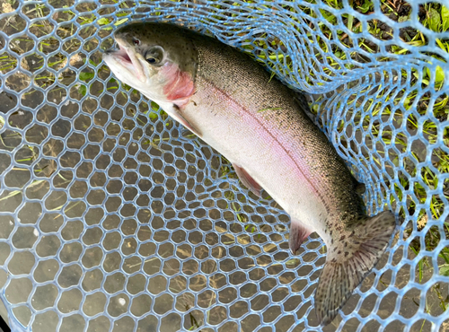 ニジマスの釣果