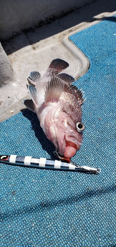 タヌキメバルの釣果