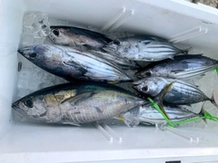 キメジの釣果