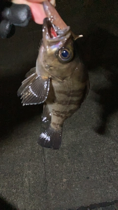 クロメバルの釣果