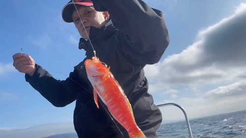 ヒメコダイの釣果