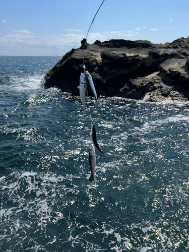 サバの釣果