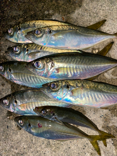 アジの釣果