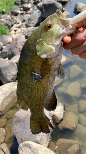 スモールマウスバスの釣果