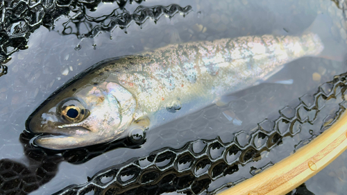 アマゴの釣果