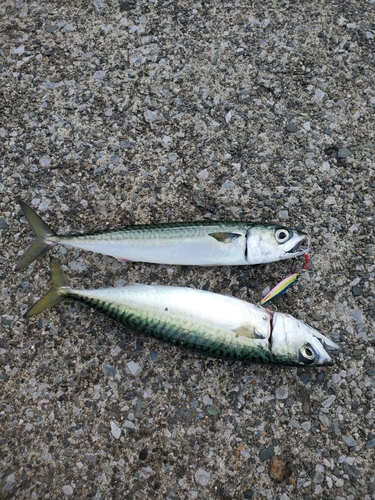 サバの釣果