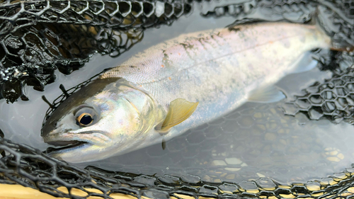 アマゴの釣果