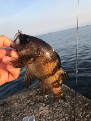 クロメバルの釣果