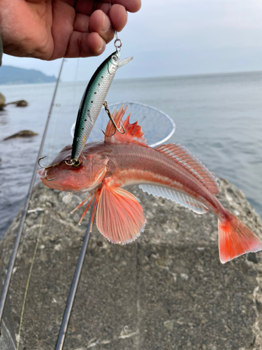 ホウボウの釣果