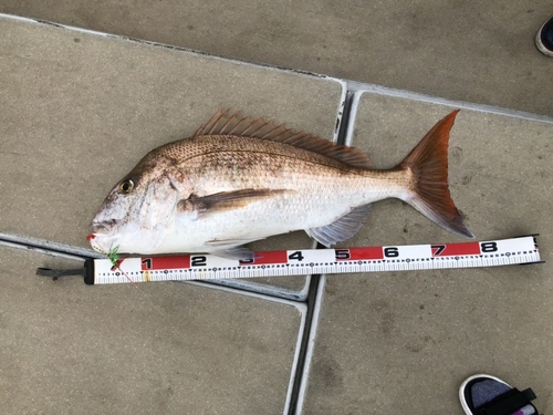 マダイの釣果