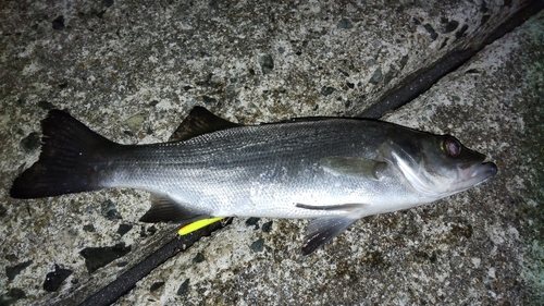 セイゴ（マルスズキ）の釣果