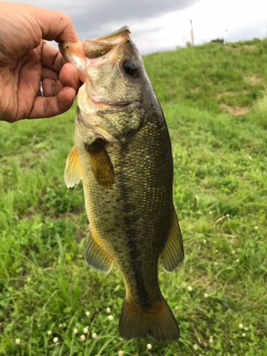 ラージマウスバスの釣果