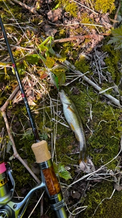 アブラハヤの釣果