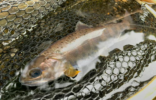 アマゴの釣果