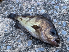 シロメバルの釣果