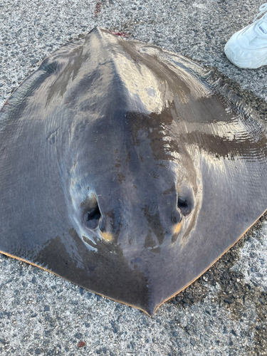 アカエイの釣果