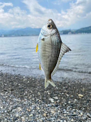 クロサギの釣果